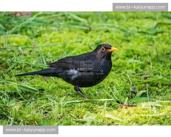 英伦铁军的博弈：当伯恩利的红酒军团遇上西布罗的画眉鸟，谁能主宰草坪？